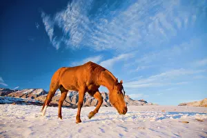 Excitement: North America, USA, Wyoming, Shell, Horse