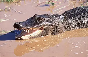 Alligators: NORTH AMERICAN ALLIGATOR