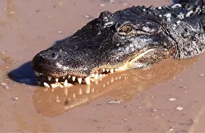 Alligators: North American Alligator