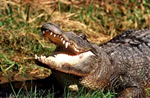 Alligators: North American Alligator - mouth open