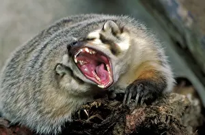 Taxidea: North American Badger - on tree trunk, snarling