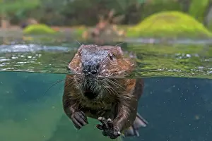 Pat And Tom Leeson: North American Beaver