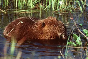Beavers: North American Beaver