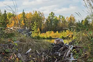 Pat And Tom Leeson: North American Beaver
