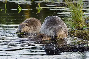 Beavers: Three North American Beaver (Castor canadensis)
