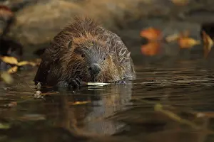 Maryland: North American beaver (Castor canadensis), Maryland