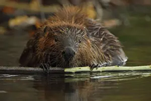 Maryland: North American beaver (Castor canadensis), Maryland