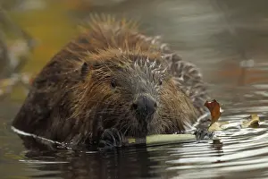 Maryland: North American beaver (Castor canadensis), Maryland