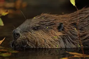 Maryland: North American beaver (Castor canadensis), Maryland