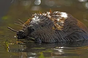Maryland: North American beaver (Castor canadensis), Maryland