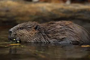 Maryland: North American beaver (Castor canadensis), Maryland