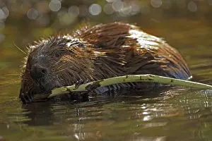 Maryland: North American beaver (Castor canadensis), Maryland