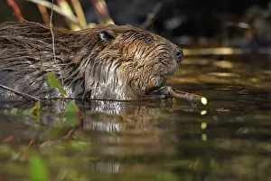 Maryland: North American beaver (Castor canadensis), Maryland