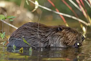 Maryland: North American beaver (Castor canadensis), Maryland