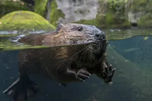 Beavers: North American Beaver (Castor canadensis) checking