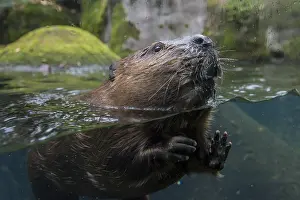 Beavers: North American Beaver (Castor canadensis) checking