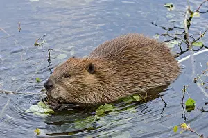 Beavers: North American Beaver (Castor canadensis) eating