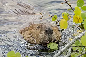 Beavers: North American Beaver (Castor canadensis) eating