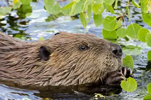 Beavers: North American Beaver (Castor canadensis) eating
