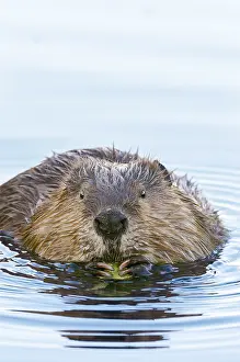 Beavers: North American Beaver (Castor canadensis) eating