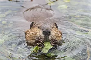 Beavers: North American Beaver (Castor canadensis) eating