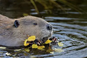Beavers: North American Beaver (Castor canadensis) eating