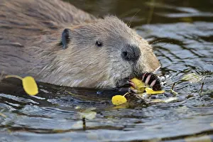Beavers: North American Beaver (Castor canadensis) eating
