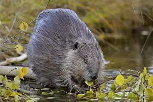 Beavers: North American Beaver (Castor canadensis) eating