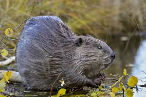 Beavers: North American Beaver (Castor canadensis) eating