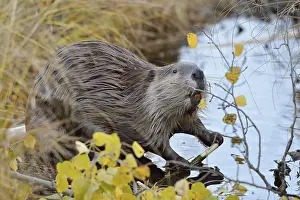 Beavers: North American Beaver (Castor canadensis) eating