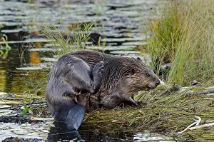 Beavers: North American Beaver (Castor canadensis) grooming