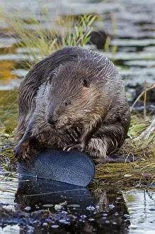 Beavers: North American Beaver (Castor canadensis) grooming