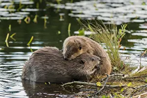 Beavers: Two North American Beaver (Castor canadensis) grooming