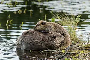 Beavers: Two North American Beaver (Castor canadensis) grooming