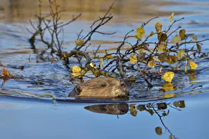 Pulling: North American Beaver (Castor canadensis) pulling/towing