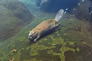 Beavers: North American Beaver (Castor canadensis) swimming