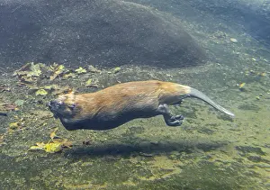 Beavers: North American Beaver (Castor canadensis) swimming