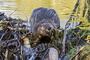 Beavers: North American Beaver (Castor canadensis) working
