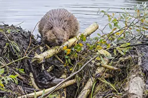 Beavers: North American Beaver (Castor canadensis) working
