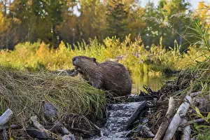 Beavers: North American Beaver (Castor canadensis) working