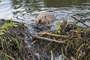 Beavers: North American Beaver (Castor canadensis) working