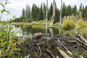 Beavers: North American Beaver (Castor canadensis) working