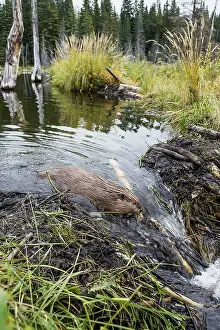 Beavers: North American Beaver (Castor canadensis) working