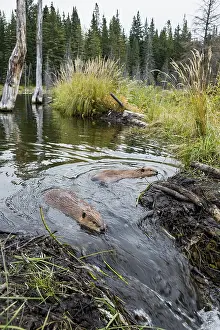 Beavers: Two North American Beaver (Castor canadensis) working