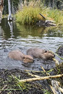 Two North American Beaver (Castor canadensis) working