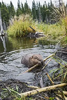 Beavers: North American Beaver (Castor canadensis) working