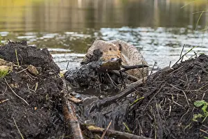 Beavers: North American Beaver (Castor canadensis) working