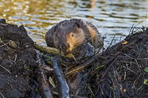 Beavers: North American Beaver (Castor canadensis) working