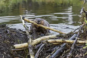 Beavers: North American Beaver (Castor canadensis) working