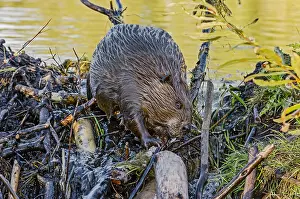 Beavers: North American Beaver (Castor canadensis) working